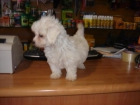 Bichon Maltes hembras 380 euros - mejor precio | unprecio.es