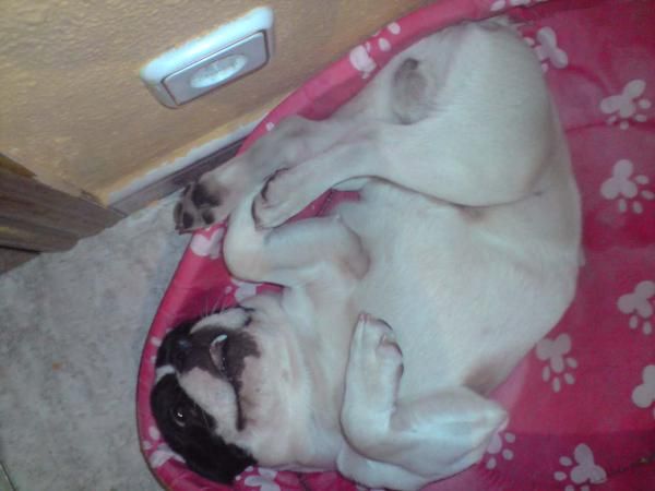 Busco novia para mi BullDog frances