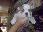 CACHORRITOS DE BULLDOG INGLES, EXCELENTES 930 EUROS - mejor precio | unprecio.es