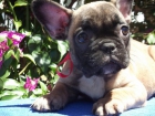 Cachorros de Bulldog Frances - mejor precio | unprecio.es