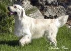 Dolche Can " Golden Retriever " - mejor precio | unprecio.es