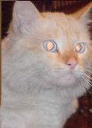 Oskar x de abgira se cansaron de el y lo hecharon a la calle