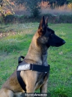 PASTORES BELGA MALINOIS DE NAVARKAN - mejor precio | unprecio.es