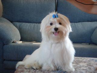 Perdida de bichon maltes en armilla se llama winker gran valor sentimental