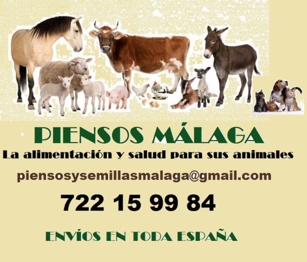 Piensos para caballos gallinas trigo maiz con los mejores precios