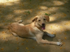 REGALO CACHORRO ENCANTADOR - mejor precio | unprecio.es