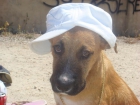 REGALO LABRADOR CRUZADO CON BOXER DE 8 MESES - mejor precio | unprecio.es