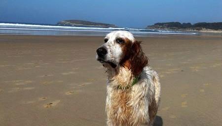Rhin la cara mas triste del abandono