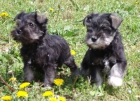 SCHNAUZER MINIATURA - mejor precio | unprecio.es