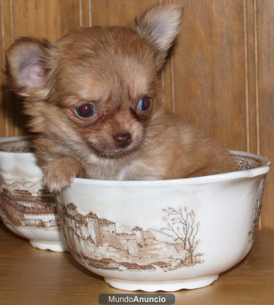 Se vende camada Chihuahua, urge
