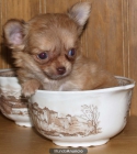 Se vende camada Chihuahua, urge - mejor precio | unprecio.es