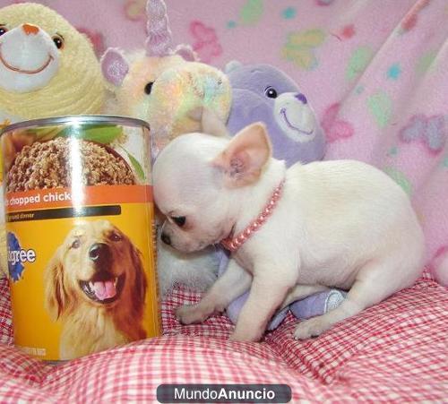 Un Bonito Tenemos sanos y de buen aspecto 100% pura raza taza de té y mini Cachorros   Chihuahua,
