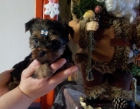 yorkshire terrier mini con pedigri - mejor precio | unprecio.es