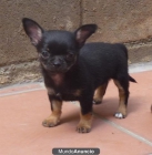 Chihuahua hembra, línea inglesa, promesa show. Pedigree - mejor precio | unprecio.es