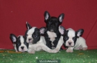 Aprovecha, ¡no te quedes sin tu Bulldog Frances. - Barcelona - mejor precio | unprecio.es