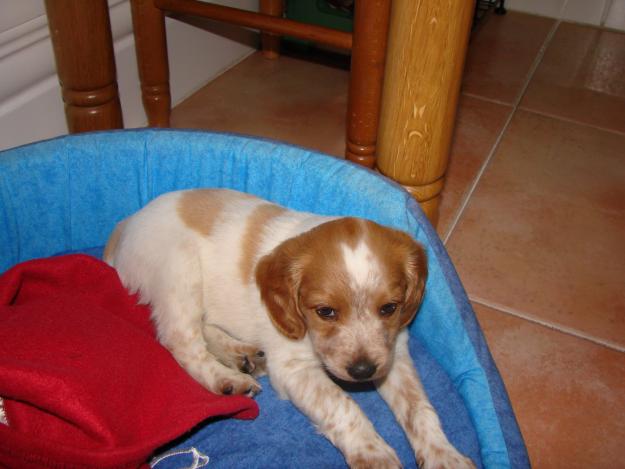 cachorro breton