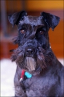 Cachorros Schnauzer miniatura negro excelente pedigree - mejor precio | unprecio.es