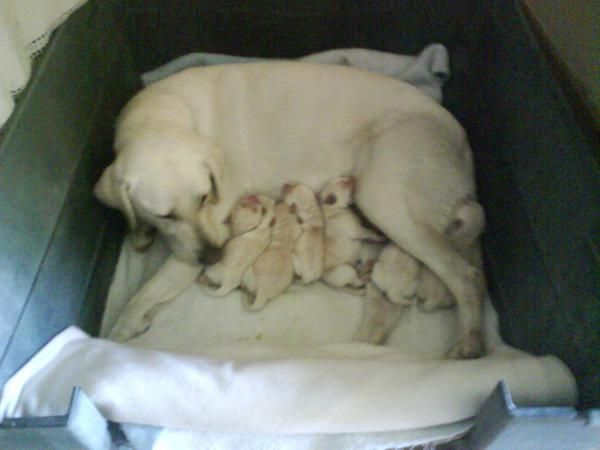 Camada labradores retriever