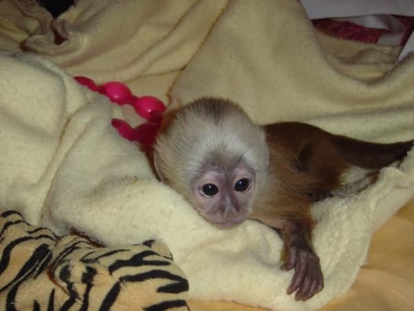 Capuchin muy hermoso y adorable.