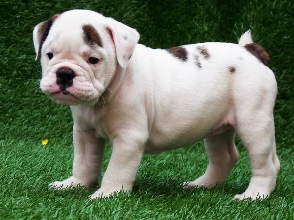 Excelentes cachorros de bulldog ingles