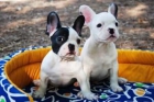 Gratis Oferta especial camada de Bulldog frances - mejor precio | unprecio.es
