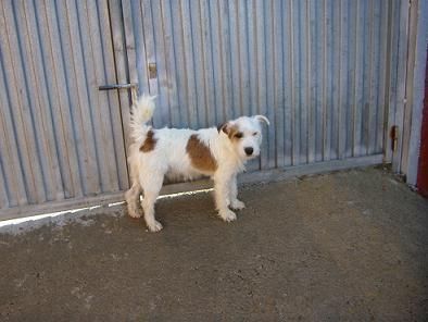 Hugo, cachorrito pequeño de 9 meses busca un hogar