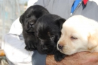 los mejores perros para niños LABRADOR CON PEDIGREE LOE 360 EUROS - mejor precio | unprecio.es