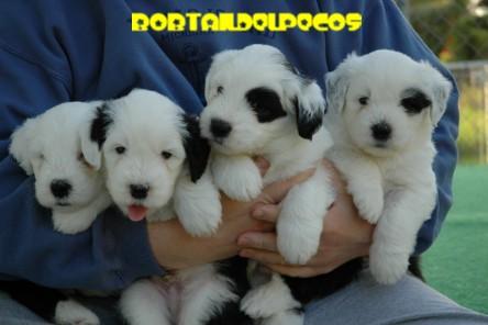 Old English Sheepdog, Bobtail