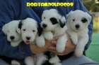 Old English Sheepdog, Bobtail - mejor precio | unprecio.es