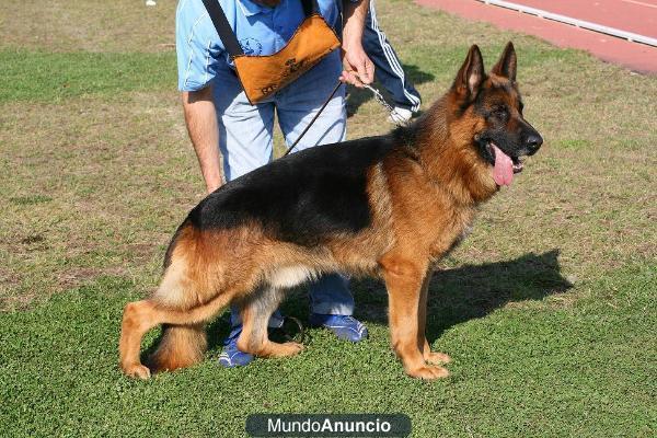 PASTOR ALEMAN.EXCELENTES CACHORROS