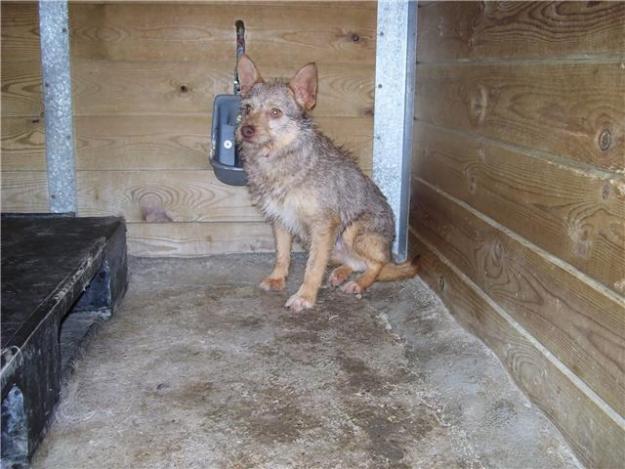 Perrito tamaño pequeño en adopción