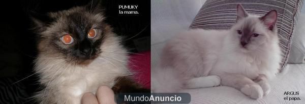 Ragdoll en VENTA