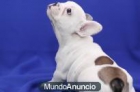 REGALO perros, cachorros de raza preciosa camada - mejor precio | unprecio.es