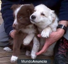 SE VENDEN CACHORROS DE BORDER COLLIE - mejor precio | unprecio.es