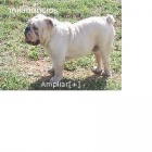 semental bulldog ingles - mejor precio | unprecio.es