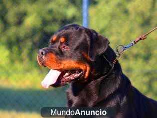 VAN TRIBU THE CAN ROTTWEILER