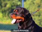 VAN TRIBU THE CAN ROTTWEILER - mejor precio | unprecio.es