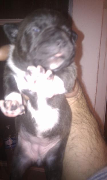 vendo cachorros de american pitbull terrier
