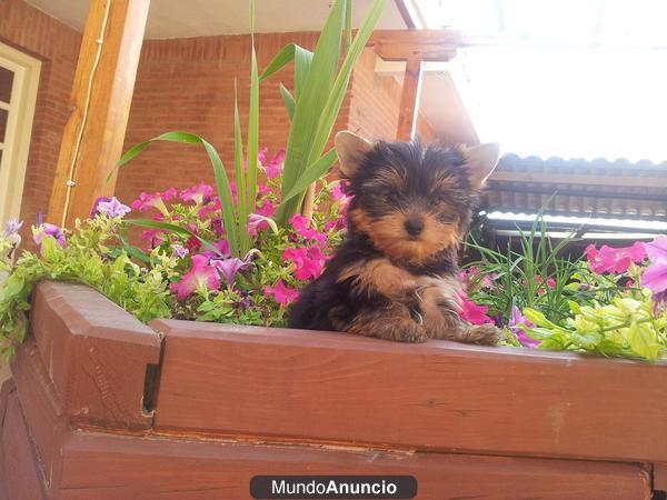 Yorkshire terrier, cria familiar