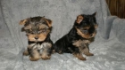 YORKSHIRE TERRIER TOY NACIONAL A 30M DE BARCELONA 450 - mejor precio | unprecio.es