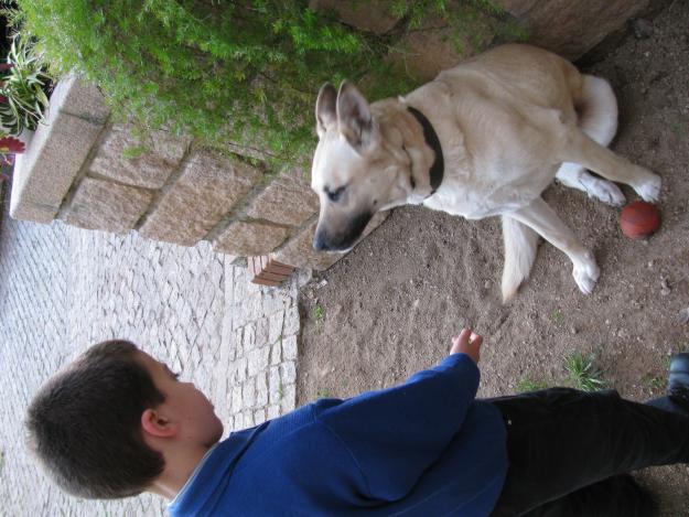 Perrita perdida en Córdoba