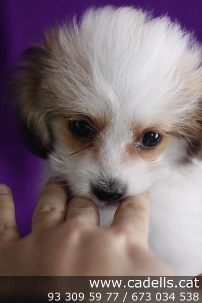 Cachorros de Bichón Habanero en Cadells, Barcelona, tu tienda de mascotas. Con Garantía.