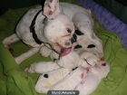buldogs frances - mejor precio | unprecio.es