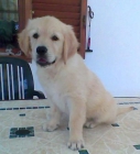 Cachorra Golden Retriver con  LOE - mejor precio | unprecio.es
