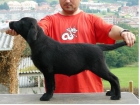 Cachorrita Labrador Retriever - mejor precio | unprecio.es