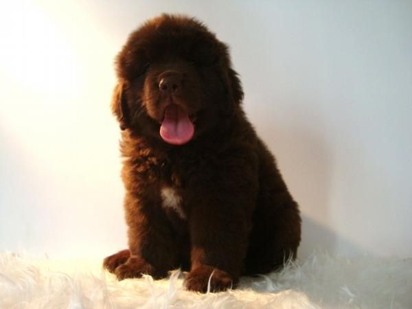 CACHORRO DE TERRANOVA , MACHO COLOR CHOCOLATE DE EXCELENTE CALIDAD