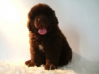 CACHORRO DE TERRANOVA , MACHO COLOR CHOCOLATE DE EXCELENTE CALIDAD - mejor precio | unprecio.es