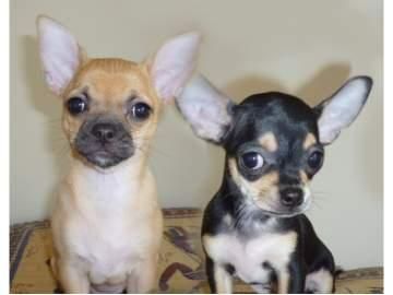 Cachorros de Chiahuahua