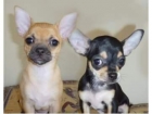 Cachorros de Chiahuahua - mejor precio | unprecio.es