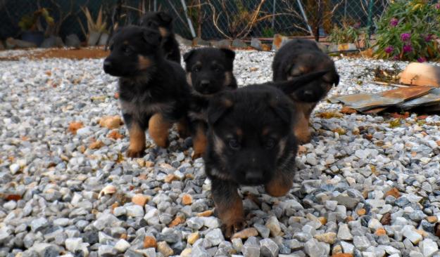 Cachorros Pastor aleman